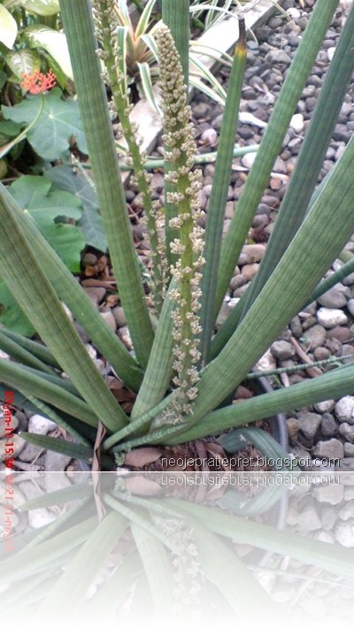 Bunga Sansevieria Cylindrica “Skyline”